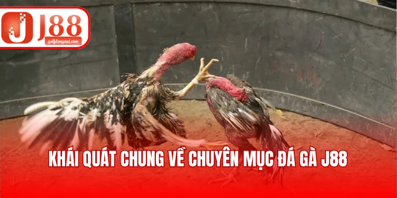 Khái quát chung về chuyên mục đá gà J88