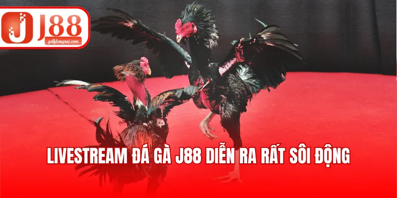 Livestream Đá Gà J88 - Hình Ảnh Sắc Nét, BLV Chuyên Nghiệp