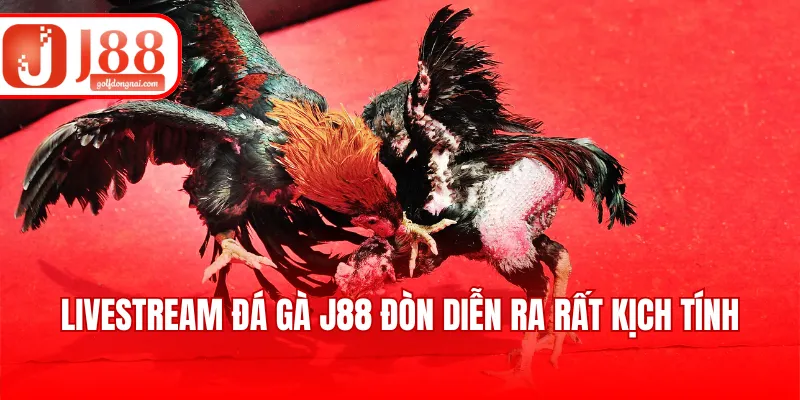 Livestream đá gà J88 đòn diễn ra rất kịch tính